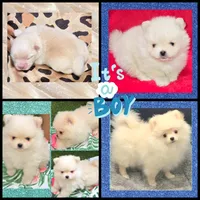 AKC CREME BRULEE, a male Pomeranian for sale in Kingman, AZ – 1 of 3