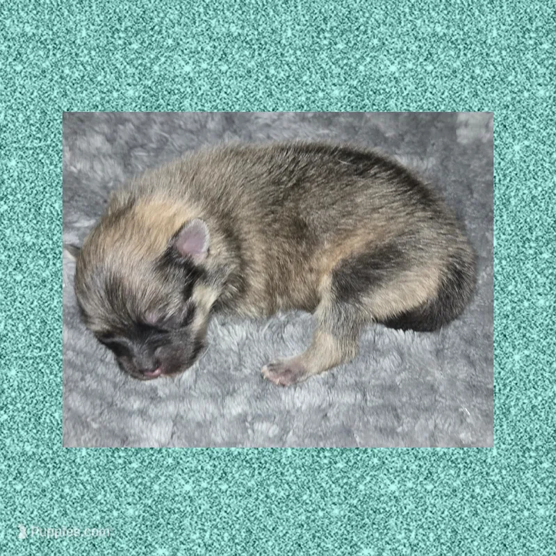 AKC SABLE – Pomeranian puppy for sale in Kingman, AZ