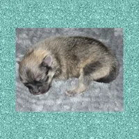 AKC SABLE, a male Pomeranian for sale in Kingman, AZ – 1 of 1
