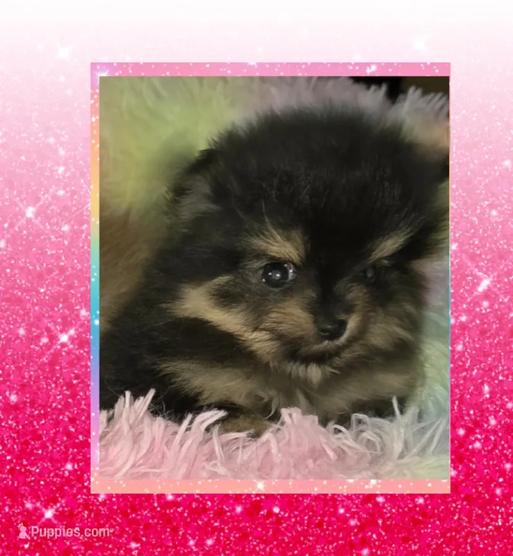 AKC ITSY BITSY – Pomeranian puppy for sale in Kingman, AZ
