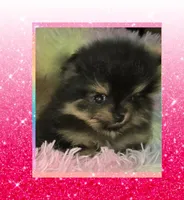 AKC ITSY BITSY, a female Pomeranian for sale in Kingman, AZ – 1 of 3