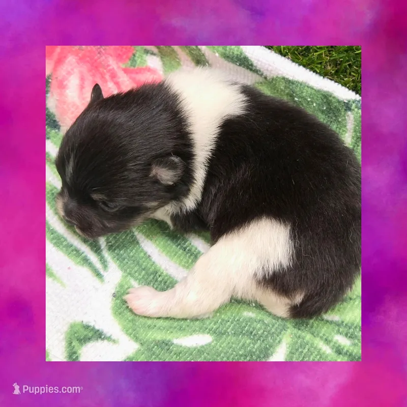 AKC TRI PARTI – Pomeranian puppy for sale in Kingman, AZ