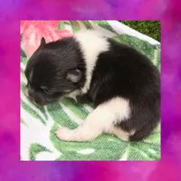 AKC TRI PARTI, a female Pomeranian for sale in Kingman, AZ – 1 of 3