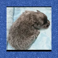 AKC BLUE, a male Pomeranian for sale in Kingman, AZ – 2 of 2
