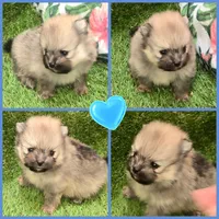 AKC JUNIOR, a male Pomeranian for sale in Kingman, AZ – 2 of 5