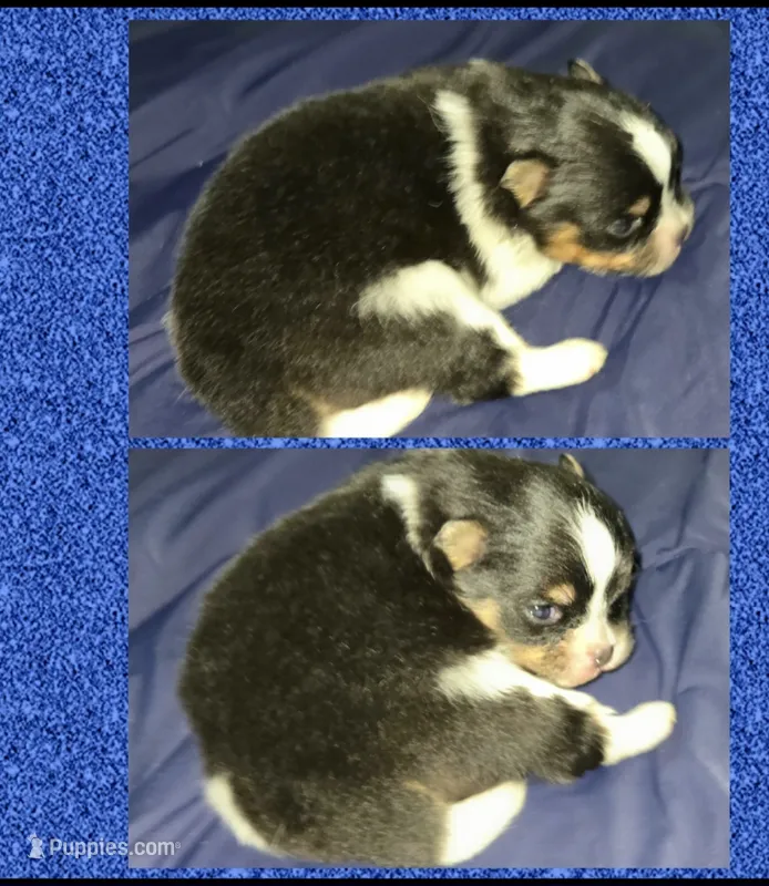 AKC TRI – Pomeranian puppy for sale in Kingman, AZ
