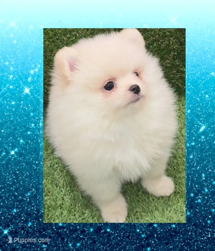 AKC CREME BRULEE – Pomeranian puppy for sale in Kingman, AZ