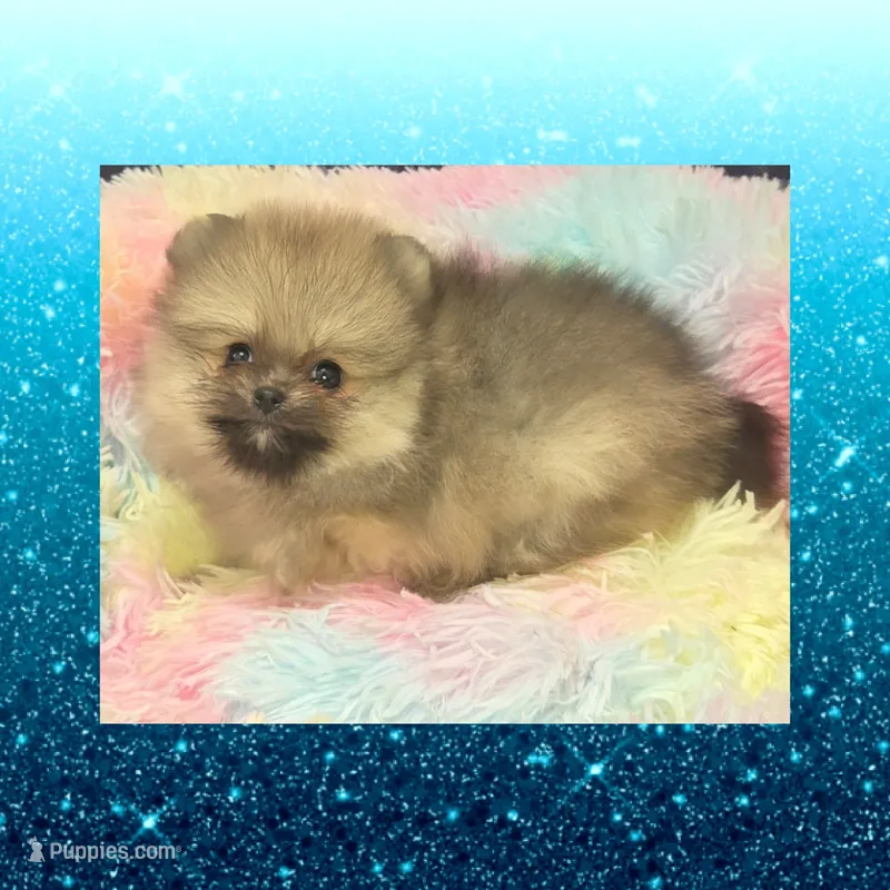 AKC JR GIZMO – Pomeranian puppy for sale in Kingman, AZ