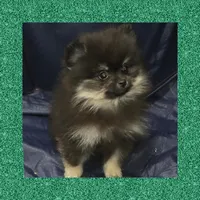AKC ATLAS, a male Pomeranian for sale in Kingman, AZ – 2 of 3