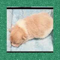 AKC BEAVER PARTI , a male Pomeranian for sale in Kingman, AZ – 2 of 2
