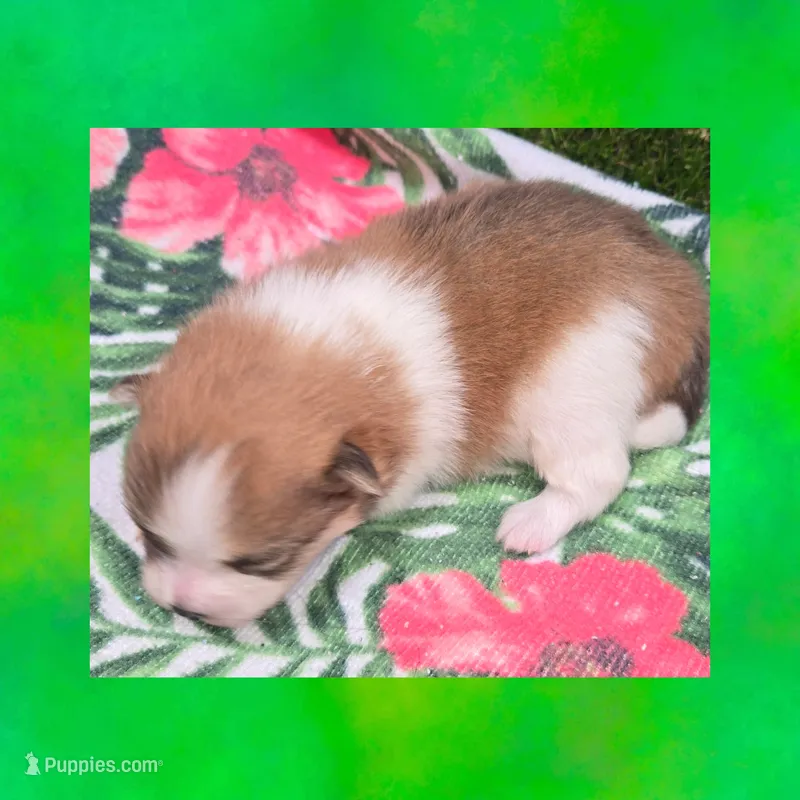 AKC ORANGE SABLE PARTI  – Pomeranian puppy for sale in Kingman, AZ