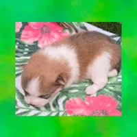 AKC SABLE PARTI , a male Pomeranian for sale in Kingman, AZ – 2 of 4