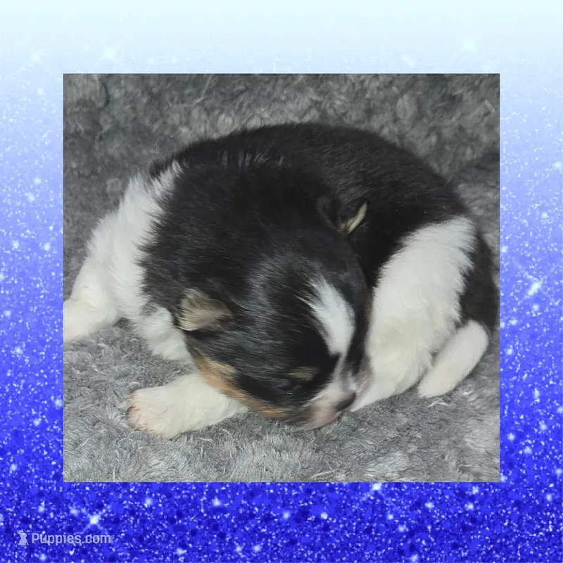 AKC TRI – Pomeranian puppy for sale in Kingman, AZ