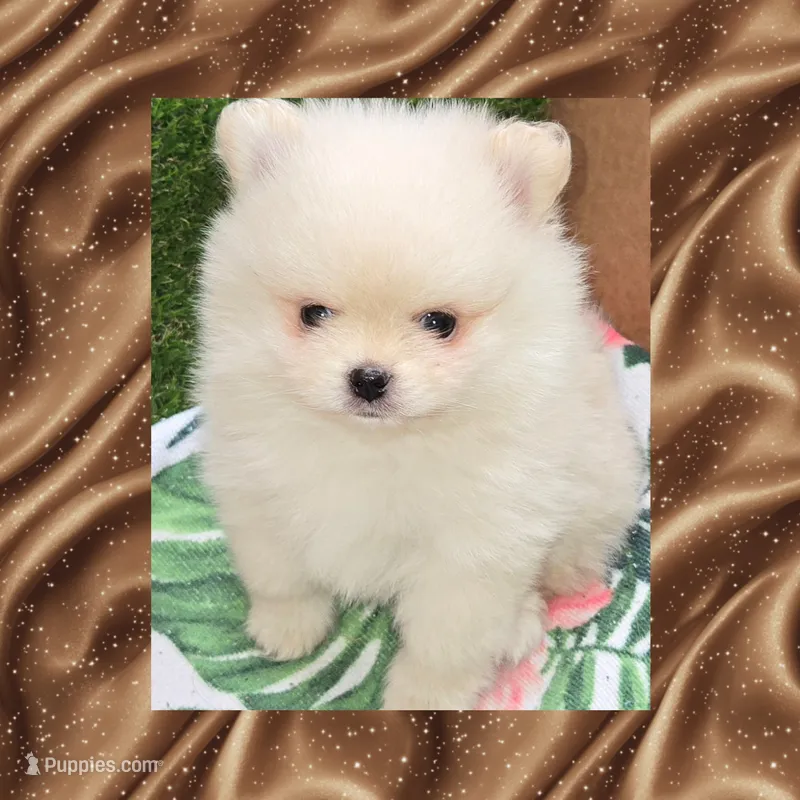 AKC TEDDY BEAR – Pomeranian puppy for sale in Kingman, AZ