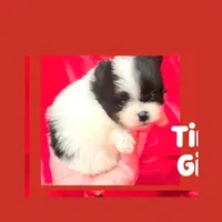 AKC TINY MAZEY, a female Pomeranian for sale in Kingman, AZ – 2 of 3