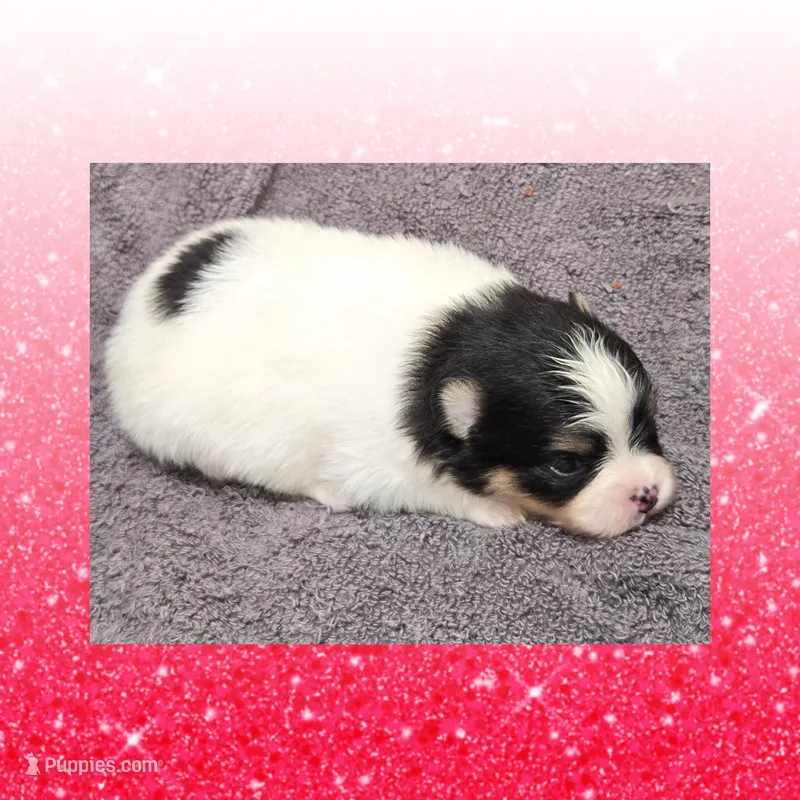 AKC TRI PARTI  – Pomeranian puppy for sale in Kingman, AZ