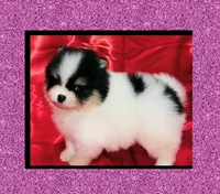 AKC TRIBECCA PARTI , a female Pomeranian for sale in Kingman, AZ – 3 of 5