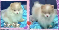 AKC MERLE PARTI SHY, a female Pomeranian for sale in Kingman, AZ – 1 of 4