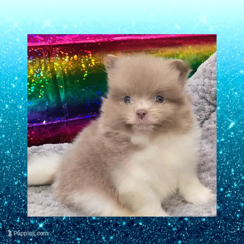 AKC LAVENDER  – Pomeranian puppy for sale in Kingman, AZ