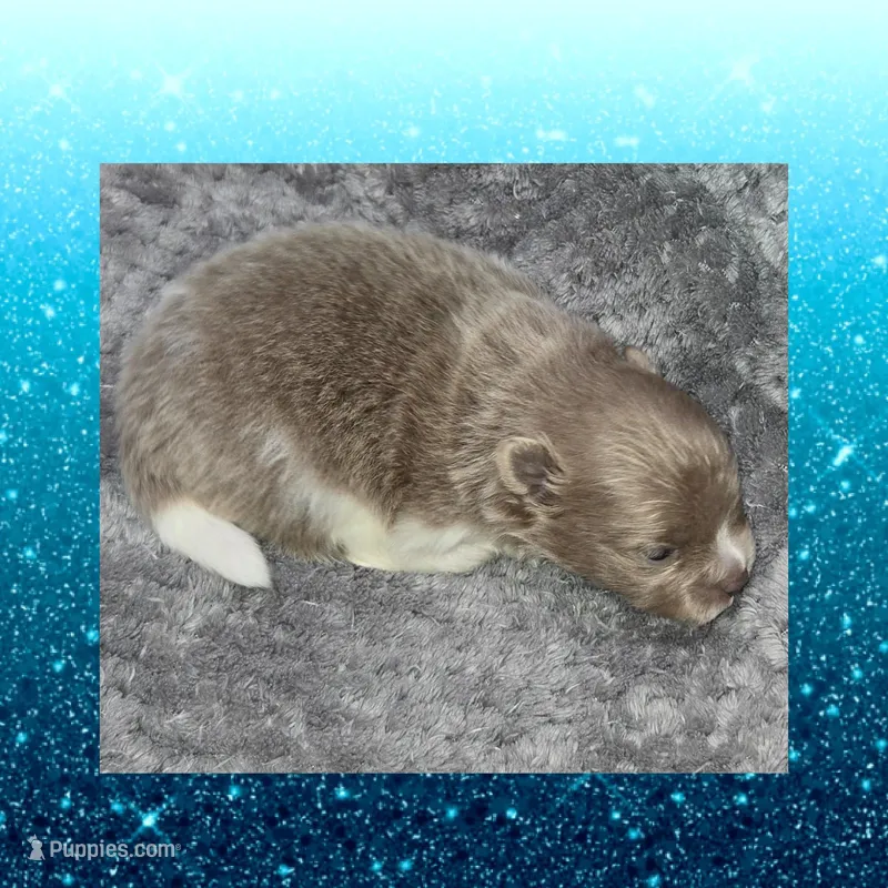 AKC LAVENDER  – Pomeranian puppy for sale in Kingman, AZ