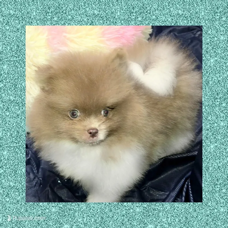 AKC PURPLE REIGHN – Pomeranian puppy for sale in Kingman, AZ