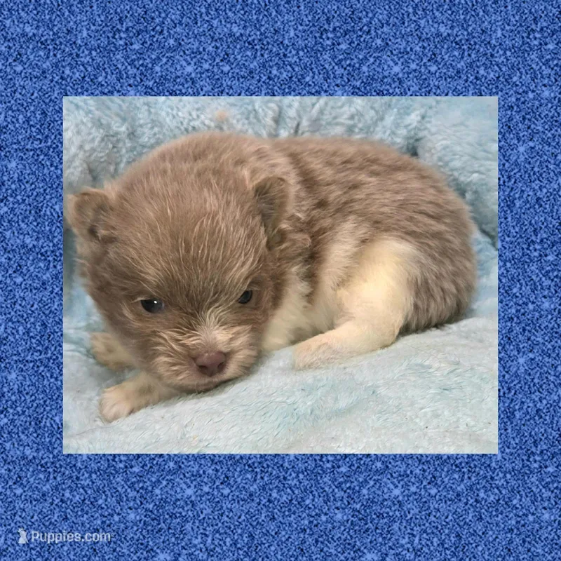 AKC LAVENDER  – Pomeranian puppy for sale in Kingman, AZ