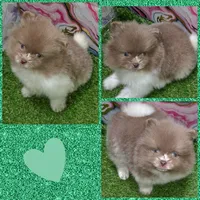 AKC PENDING, a male Pomeranian for sale in Kingman, AZ – Photo 2 of 2