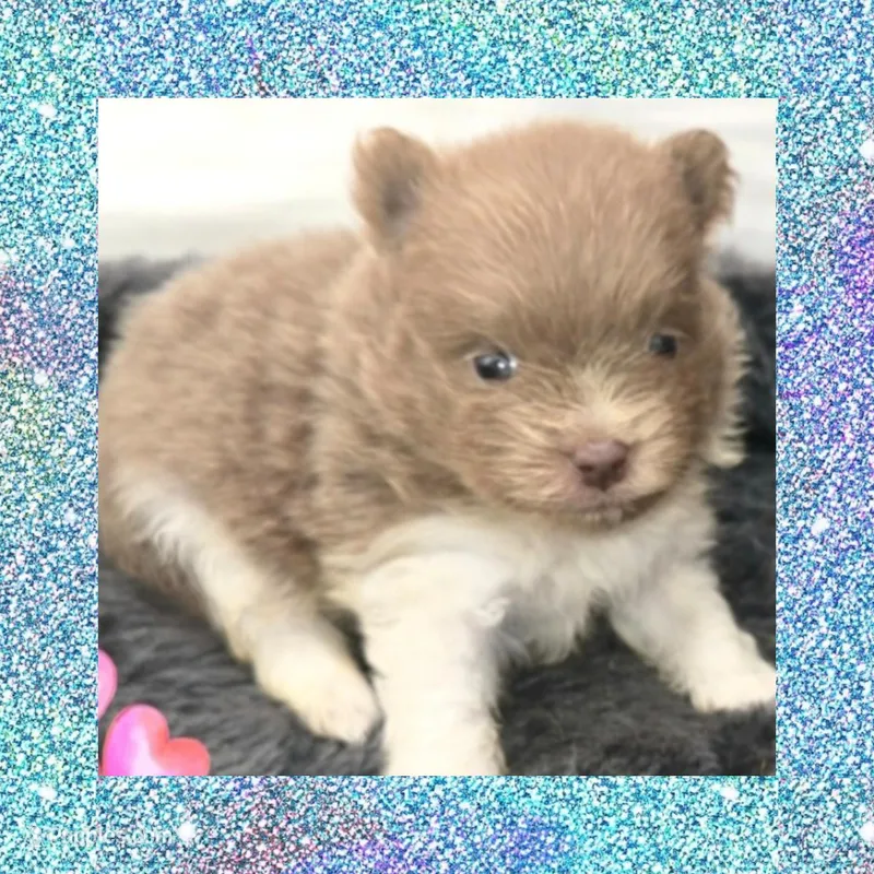AKC LAVENDER  – Pomeranian puppy for sale in Kingman, AZ