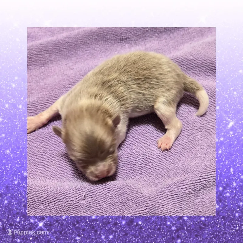 AKC LAVENDER , a male Pomeranian for sale in Kingman, AZ – Photo 1 of 1