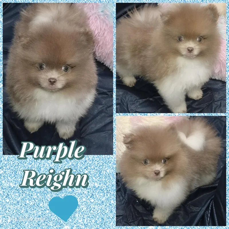 AKC PENDING  – Pomeranian puppy for sale in Kingman, AZ