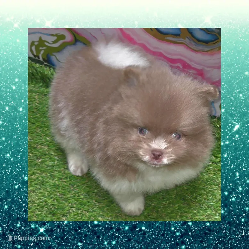 AKC PENDING – Pomeranian puppy for sale in Kingman, AZ