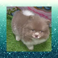 AKC PENDING, a male Pomeranian for sale in Kingman, AZ – Photo 1 of 2