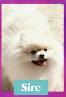 AKC CREAM, a male Pomeranian for sale in Kingman, AZ – 2 of 2