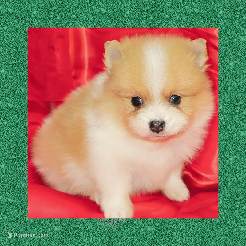 AKC BASHFUL MERLE, a male Pomeranian for sale in Kingman, AZ – 1 of 3