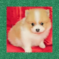 AKC BASHFUL MERLE, a male Pomeranian for sale in Kingman, AZ – 1 of 3