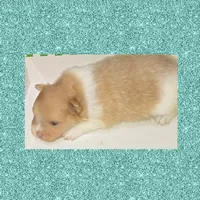 AKC BEAVER PARTI , a male Pomeranian for sale in Kingman, AZ – 1 of 2