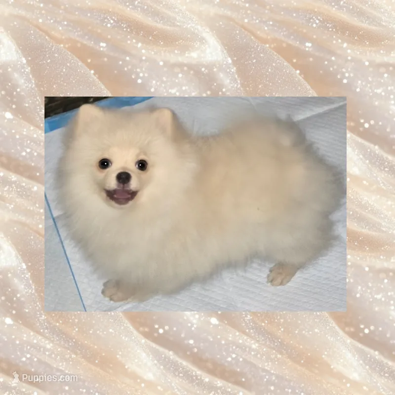 AKC CREME BRULEE – Pomeranian puppy for sale in Kingman, AZ