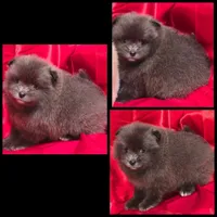AKC AZURE BLUE, a male Pomeranian for sale in Kingman, AZ – 2 of 6