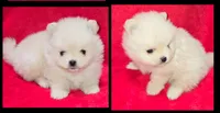 AKC TEDDY BEAR, a male Pomeranian for sale in Kingman, AZ – 3 of 7
