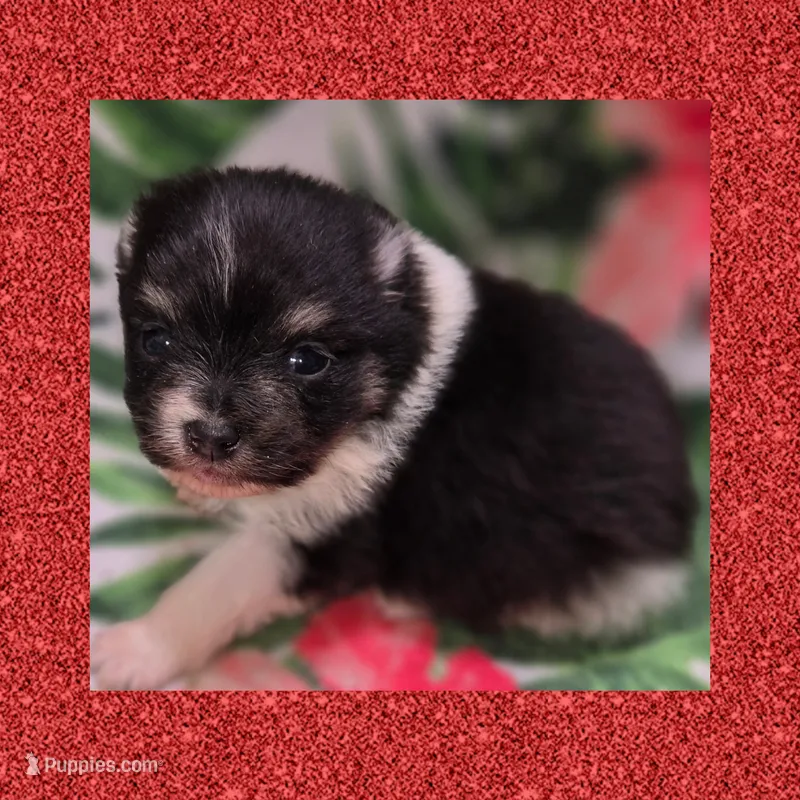 AKC TRI PARTI – Pomeranian puppy for sale in Kingman, AZ