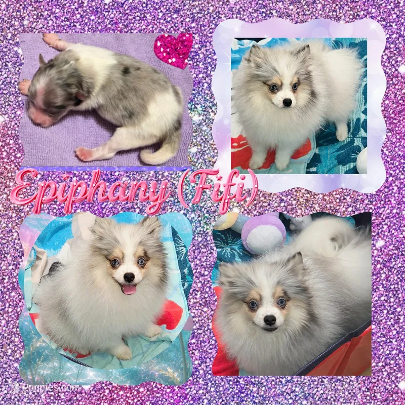 AKC FIFI BLUE EYED MERLE PARTI  – Pomeranian puppy for sale in Kingman, AZ