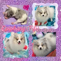 AKC FIFI BLUE EYED MERLE PARTI , a female Pomeranian for sale in Kingman, AZ – 2 of 2