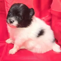 AKC SKYLAR, a female Pomeranian for sale in Kingman, AZ – 1 of 2