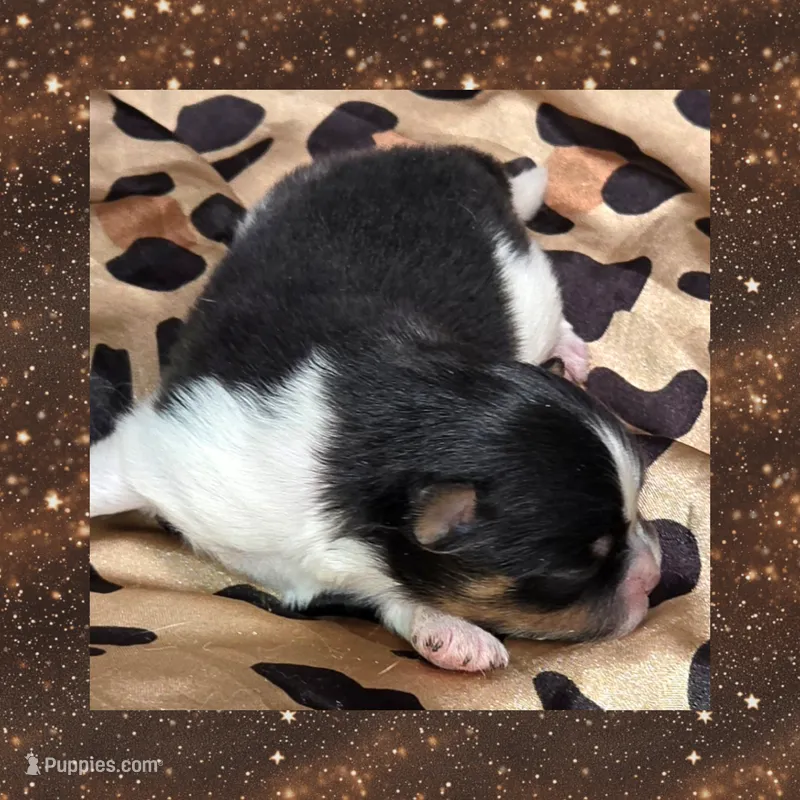 AKC TRI – Pomeranian puppy for sale in Kingman, AZ