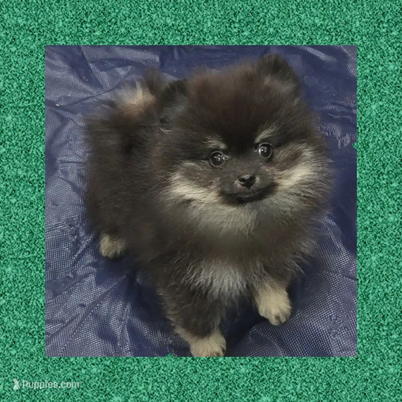 AKC ATLAS – Pomeranian puppy for sale in Kingman, AZ