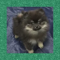 AKC ATLAS, a male Pomeranian for sale in Kingman, AZ – 1 of 3