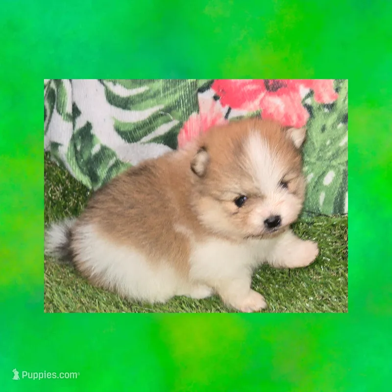 AKC ROCKSTAR – Pomeranian puppy for sale in Kingman, AZ