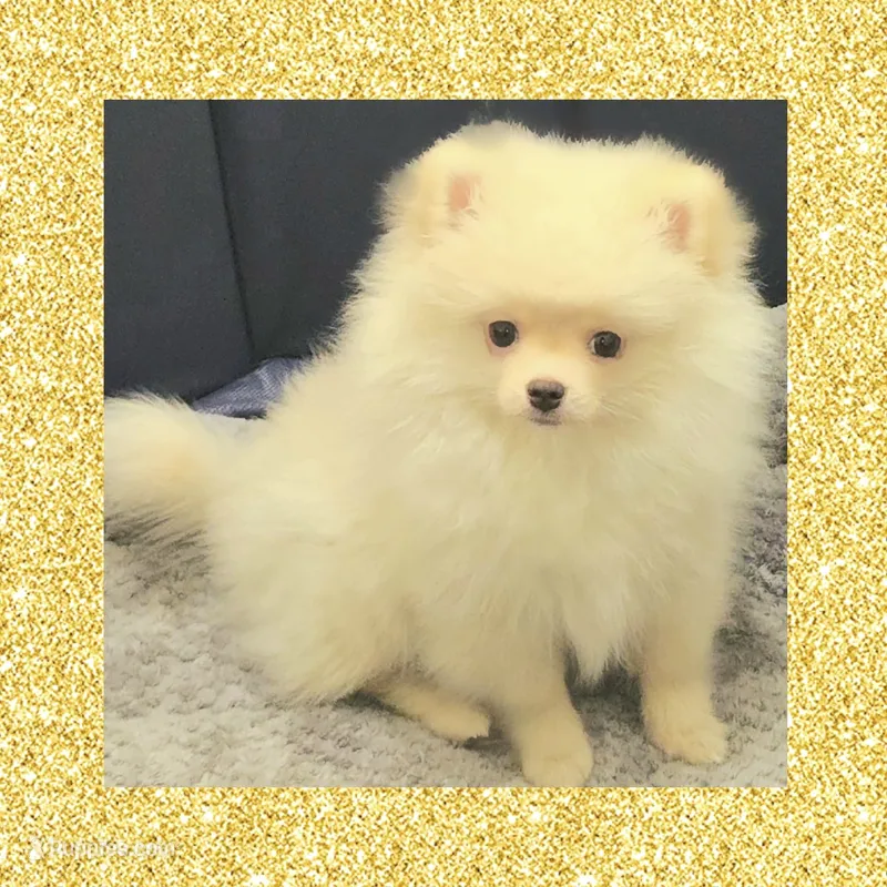 AKC CREME BRULEE – Pomeranian puppy for sale in Kingman, AZ