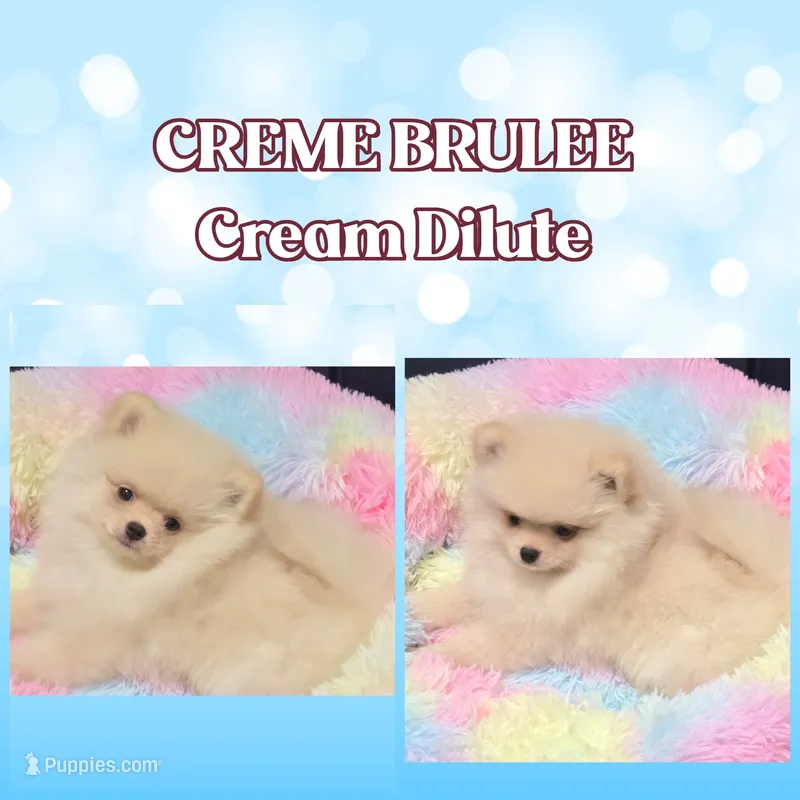 AKC CREME BRULEE – Pomeranian puppy for sale in Kingman, AZ