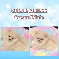 AKC CREME BRULEE, a male Pomeranian for sale in Kingman, AZ – 2 of 3